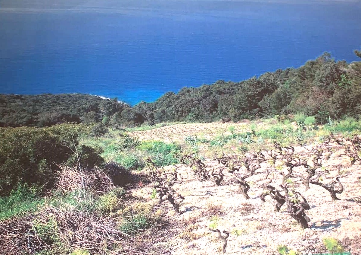 Jedinstvena prilika - zemljište sa vinogradom i maslinikom te izlazom na more